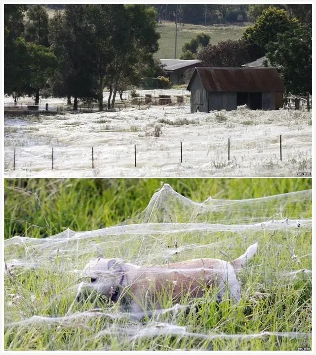 Spider silk covering a village in Australia