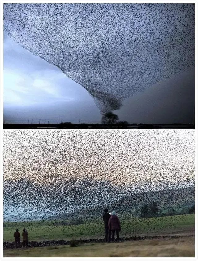 A flock of migrating starlings creating a Birdspout