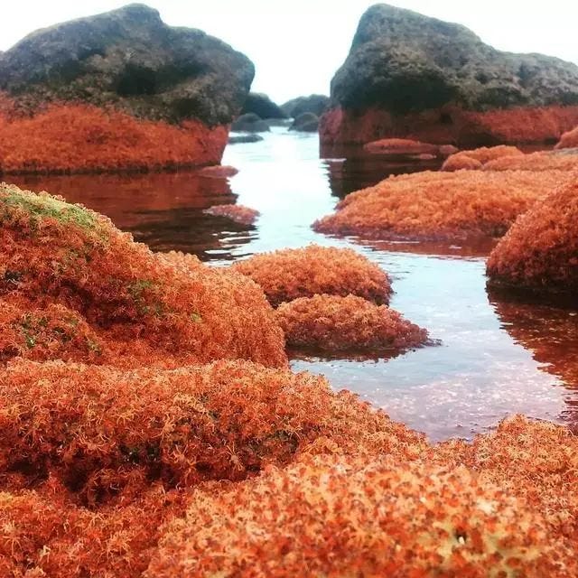 The migration of red crabs on Christmas Island, Australia