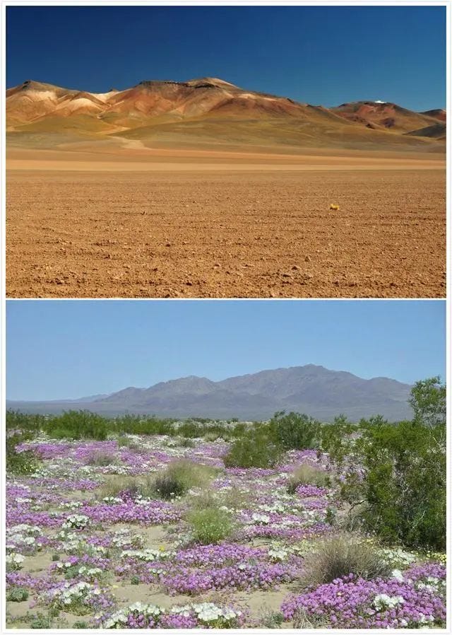 A flowering Atacama Desert after rare rainfall