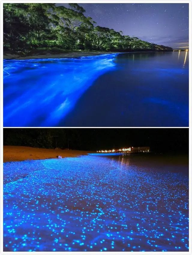 Glowing beaches illuminated by bioluminescent plankton