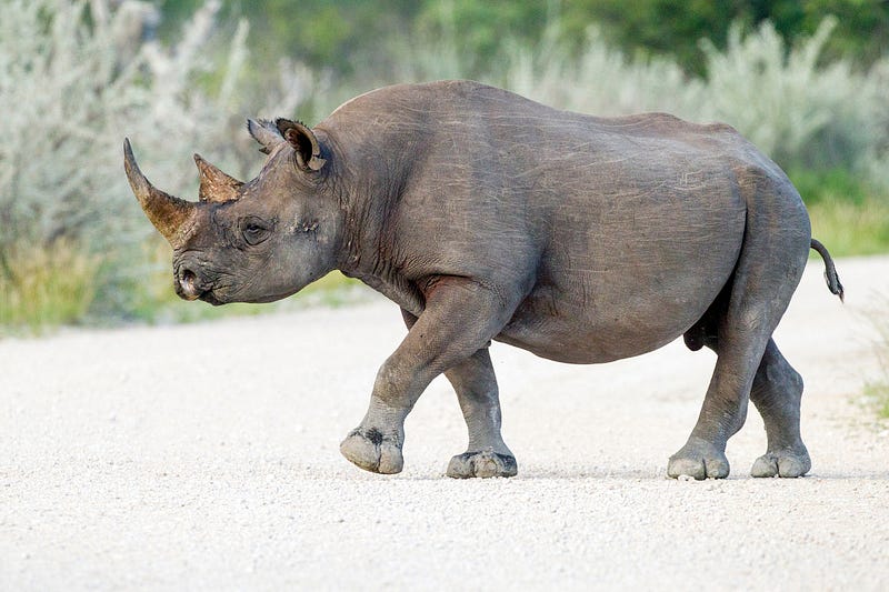 Close-up of the Black Rhinoceros' horns