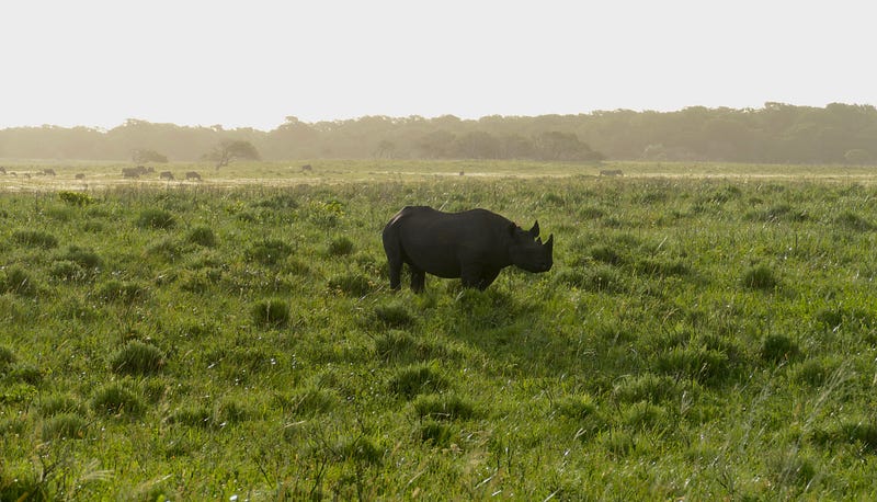 Fossilized remains of a giant rhinoceros ancestor