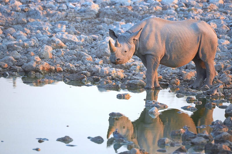 Black Rhinoceros grazing in the savanna