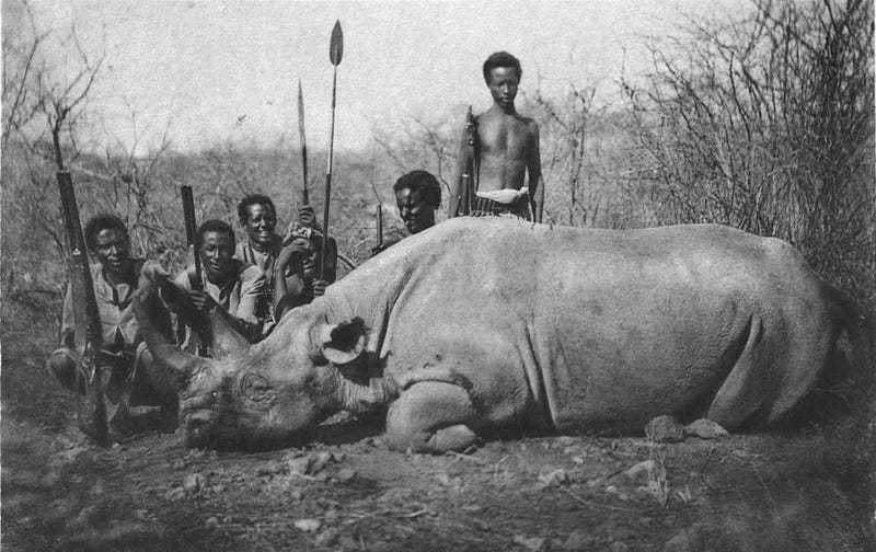 Black Rhinoceros in a protected reserve