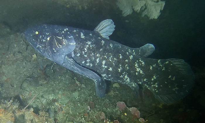 Coelacanth: A Living Fossil