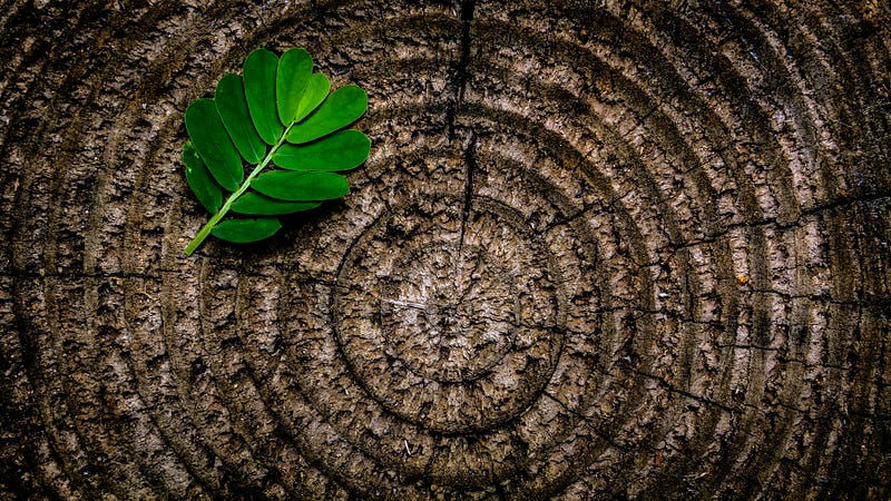 Growth rings indicating climate changes