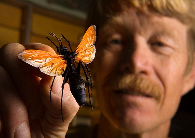 Coyote Peterson and insect stings