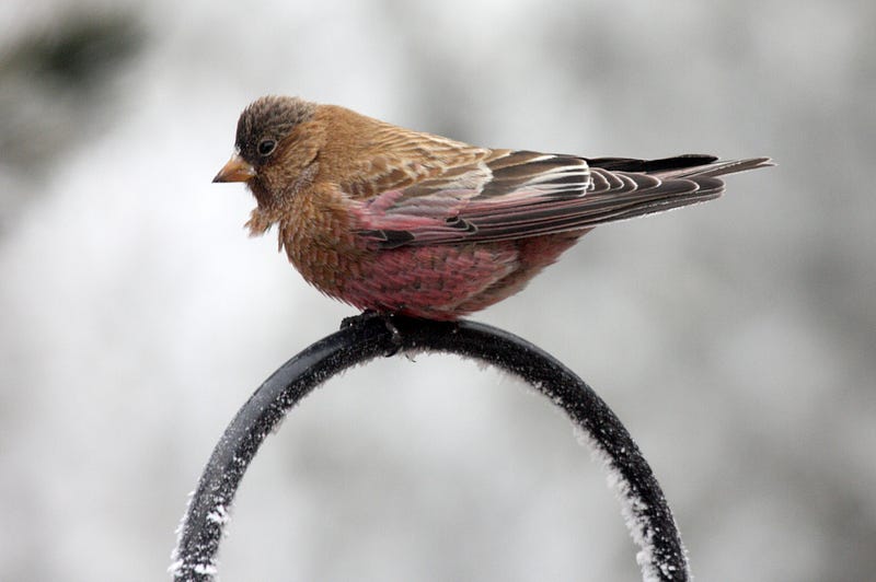 The Brown-Capped Rosy Finch, an endangered alpine species facing habitat loss.