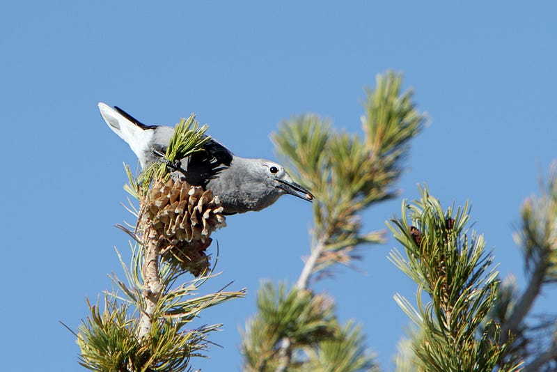 A Clark’s Nutcracker feeding on Limber pine seeds.