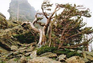 An old growth limber pine tree on a rocky outcropping.