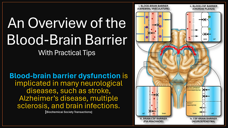 Illustration of the blood-brain barrier