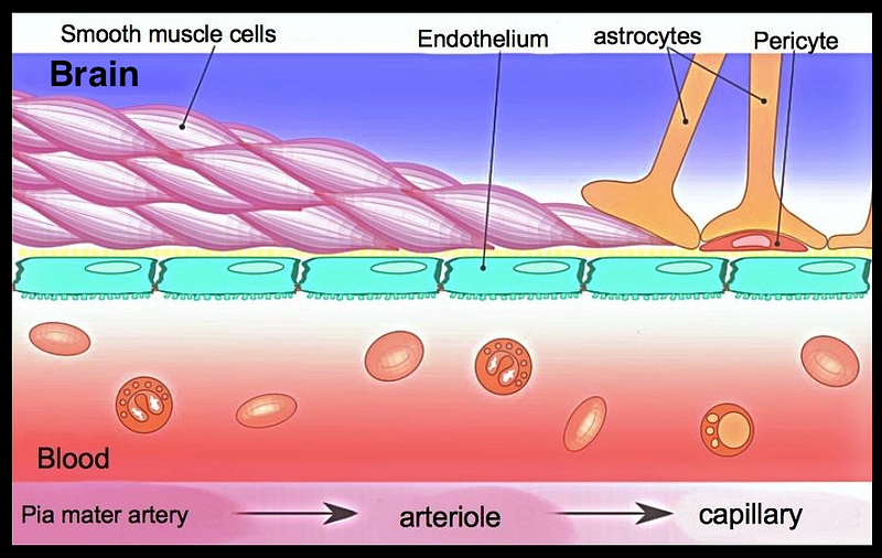 Diagram of the blood-brain barrier structure