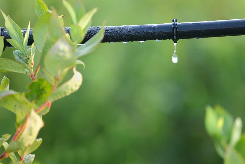 Drip irrigation efficiency