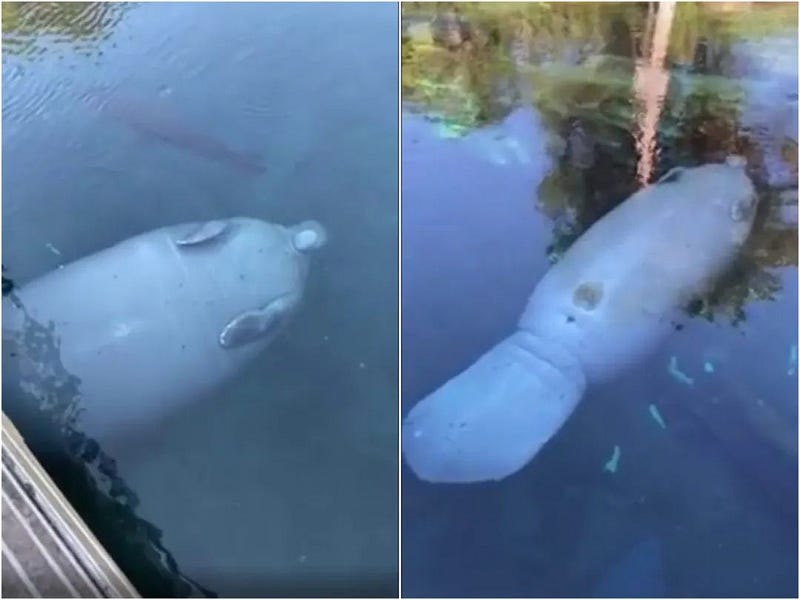 Manatee swimming under a bridge