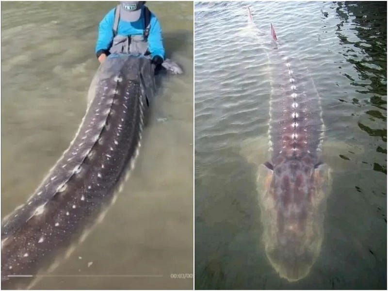 Giant sturgeon in Canada