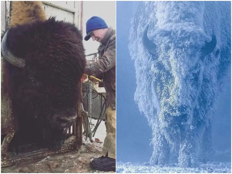 American bison