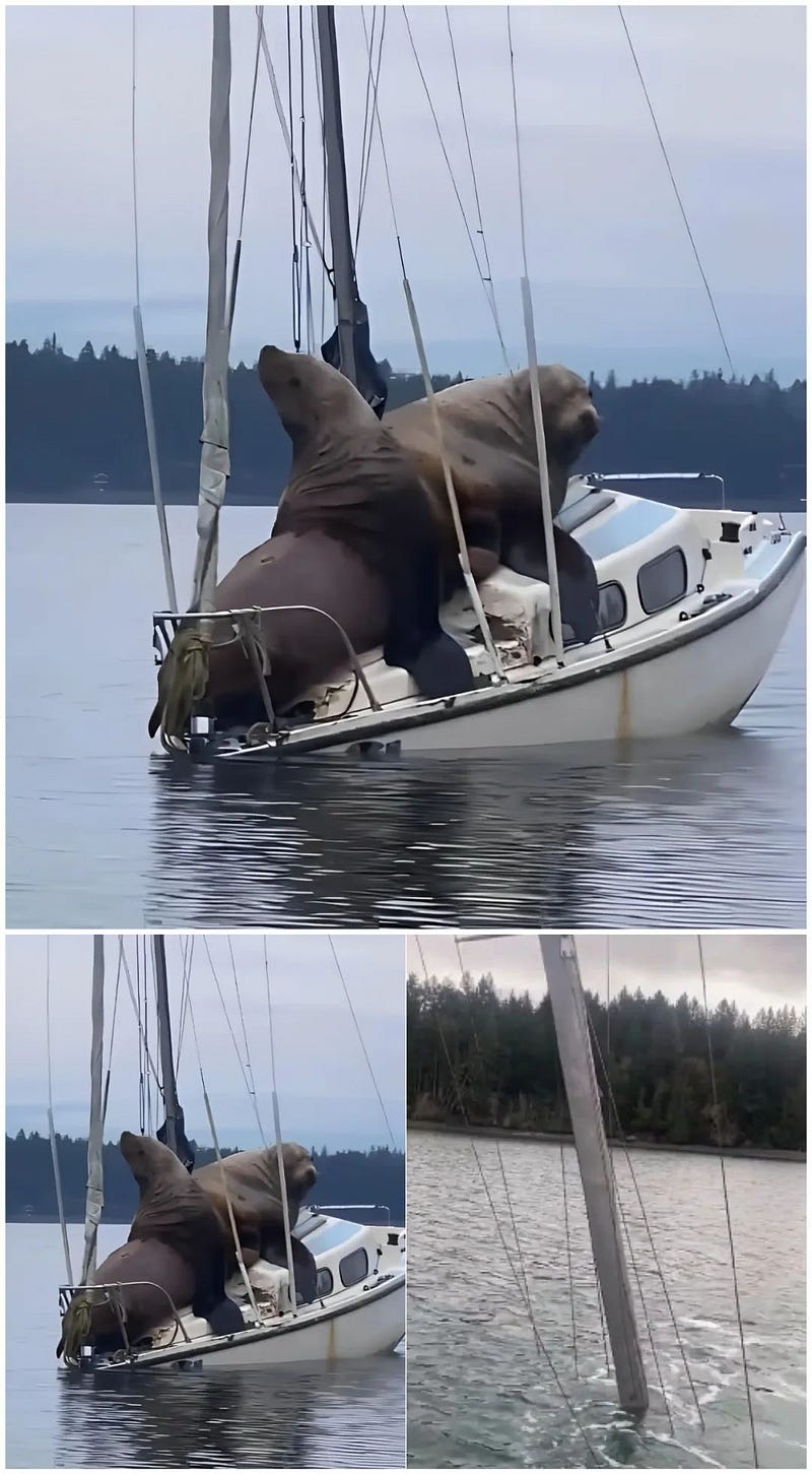 Stellar sea lions