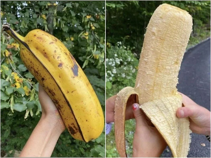 Large Hawaiian banana