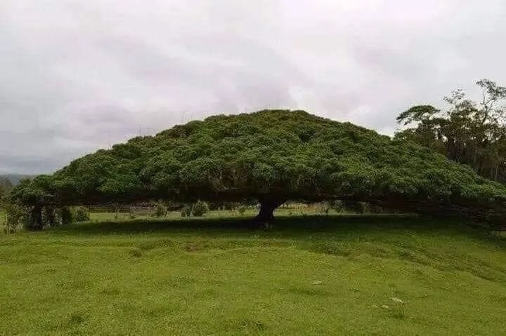 Tree providing shade