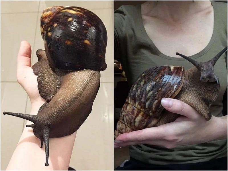 Giant African snails