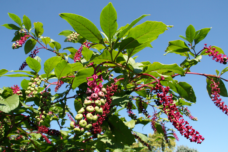 Foraging strategies are vital for food acquisition