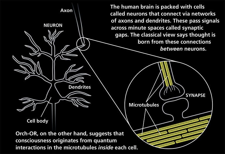 Quantum processes in microtubules