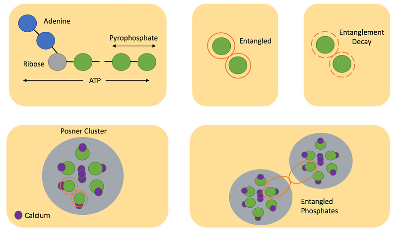 Quantum processes in the brain