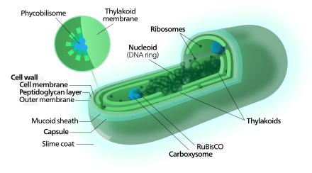 A representation of cyanobacteria.