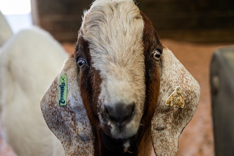 Goat #1962, a “Super Daddy” goat.