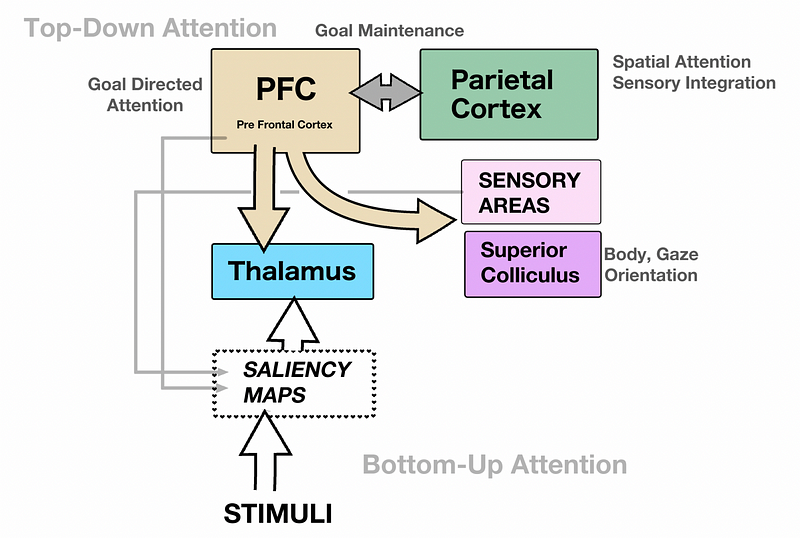 Diagram illustrating various brain areas involved in attention